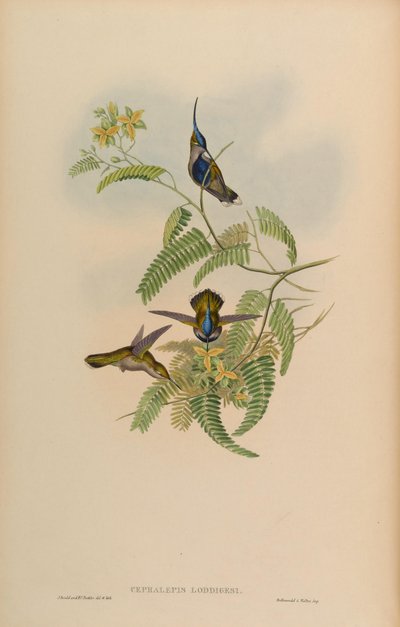 Cephalepis loddigesi = Stephanoxis lalandi loddigesii by John Gould